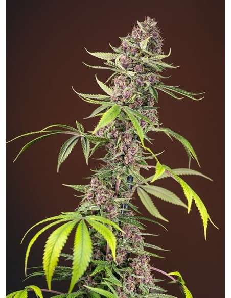 SWEET SEEDS - Red Mandarine F1 Fast Version - 1