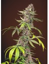 SWEET SEEDS - Red Mandarine F1 Fast Version - 1