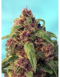 SWEET SEEDS - Red Mandarine F1 Fast Version - 1 2