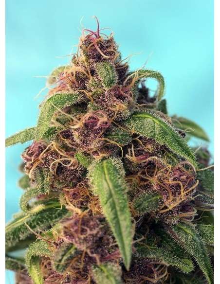 SWEET SEEDS - Red Mandarine F1 Fast Version - 2