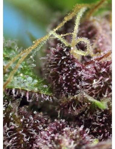 SWEET SEEDS - Red Mandarine F1 Fast Version - 3