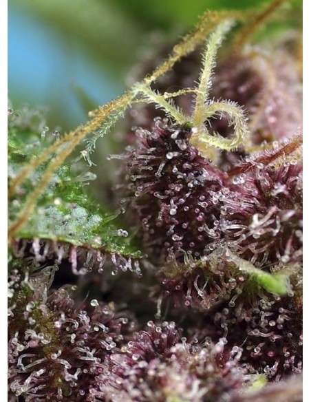SWEET SEEDS - Red Mandarine F1 Fast Version - 3