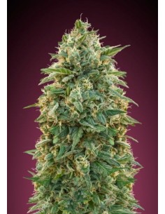 ADVANCED SEEDS - Amnesia - 1