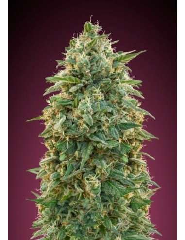 ADVANCED SEEDS - Amnesia - 1