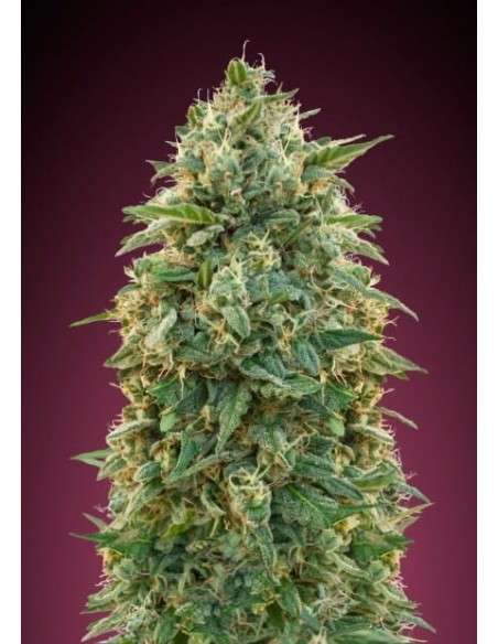 ADVANCED SEEDS - Amnesia - 1
