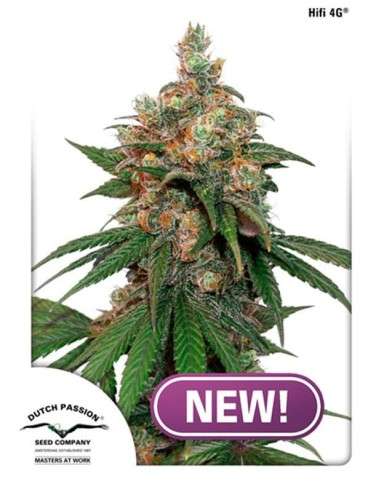 DUTCH PASSION - HIFI 4G - 1