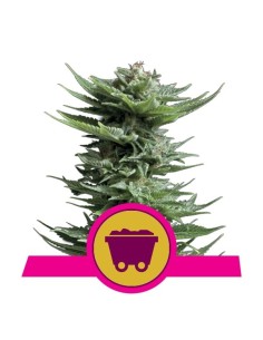 ROYAL QUEEN SEEDS - Shining Silver Haze - 1