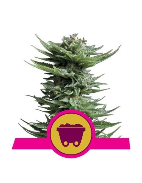 ROYAL QUEEN SEEDS - Shining Silver Haze - 1