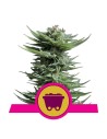 ROYAL QUEEN SEEDS - Shining Silver Haze - 1