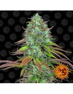BARNEY’S FARM - LSD Auto - 1