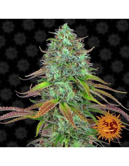 BARNEY’S FARM - LSD Auto - 1