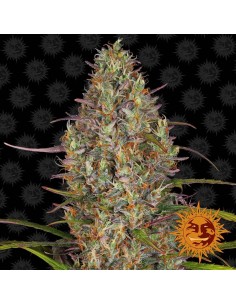 Barney's Farm - Glue Gelato Auto - 1