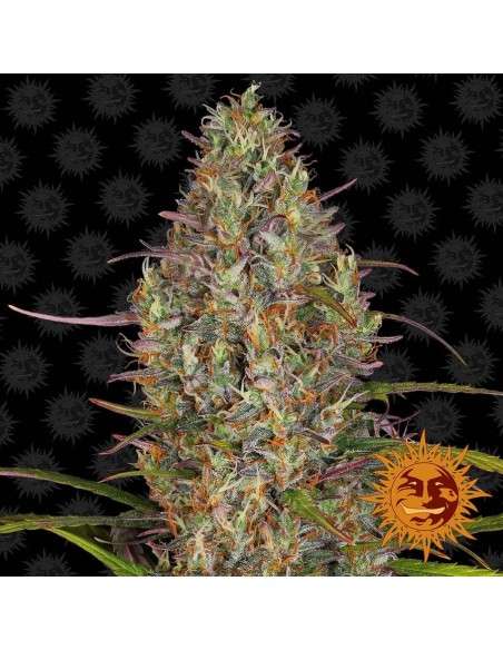 Barney's Farm - Glue Gelato Auto - 1