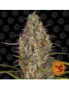 Barney's Farm - Glue Gelato Auto - 1