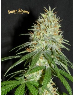 SUPER STRAINS - 7th Wave - 1 2