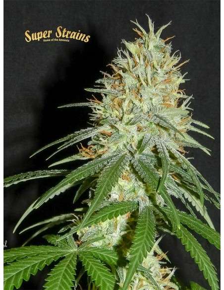 SUPER STRAINS - 7th Wave - 2