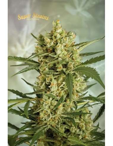 SUPER STRAINS - Crackers - 2