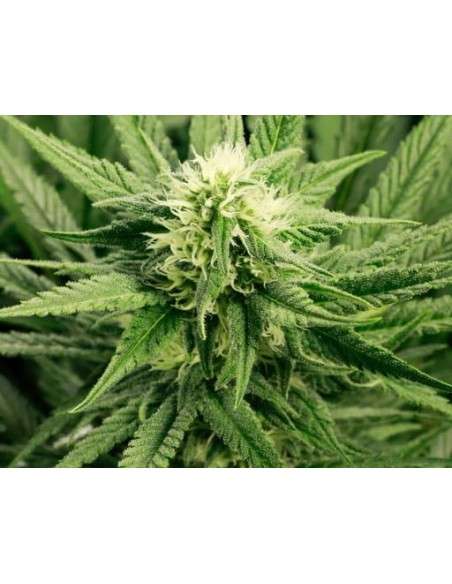 SUPER STRAINS - Saga CBD - 2