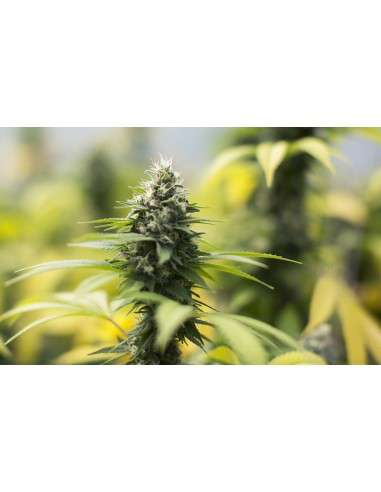 SUPER STRAINS - Saga CBD - 3