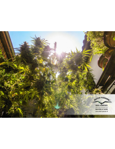 DUTCH PASSION - Durban Poison - 7