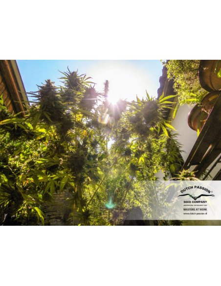 DUTCH PASSION - Durban Poison - 7
