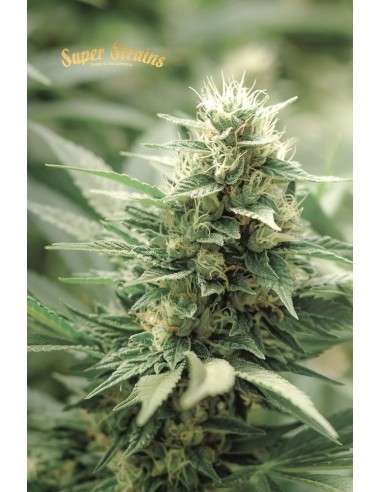 SUPER STRAINS - Agartha CBD - 2