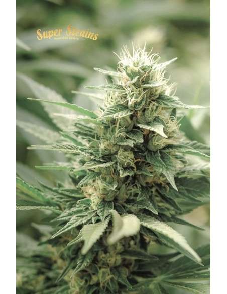 SUPER STRAINS - Agartha CBD - 2