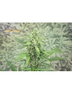 SUPER STRAINS - Hermana de la Noche - 1 2