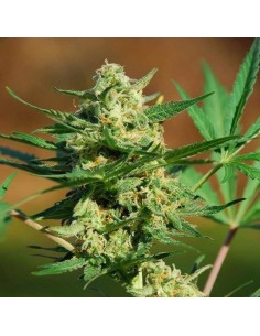 Auto Mazar x Auto Northern Lights - WYPRZEDAŻ - 1