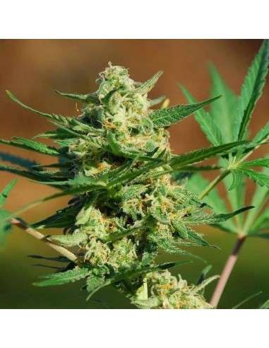 Auto Mazar x Auto Northern Lights - WYPRZEDAŻ - 1
