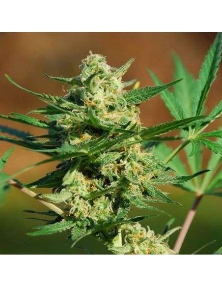 Auto Mazar x Auto Northern Lights - WYPRZEDAŻ - 1