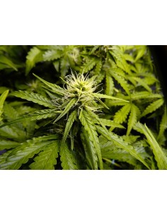 Auto Mazar x Auto Northern Lights - WYPRZEDAŻ - 1 2