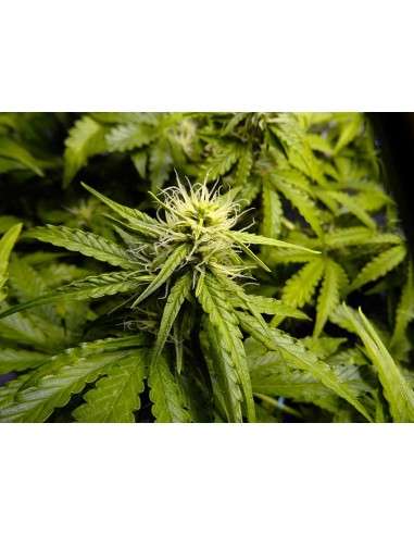 Auto Mazar x Auto Northern Lights - WYPRZEDAŻ - 2