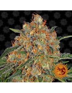 BARNEY'S FARM - Orange Sherbert - 1