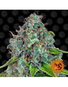 BARNEY'S FARM - Strawberry Lemonade - 1