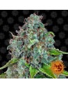 BARNEY'S FARM - Strawberry Lemonade - 1