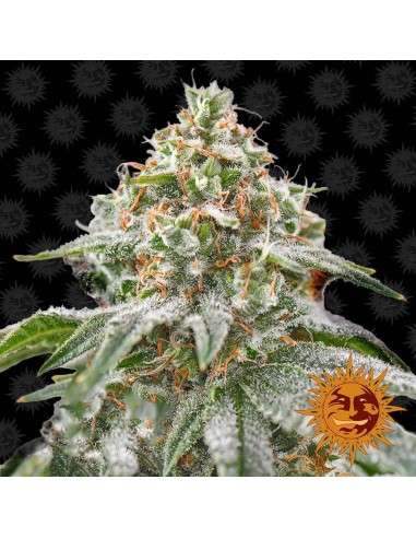 Barney's Farm - Pink Kush - 1