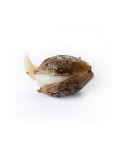 ROYAL QUEEN SEEDS - Shining Silver Haze - 3
