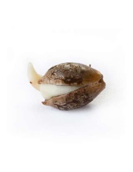 ROYAL QUEEN SEEDS - Shining Silver Haze - 3