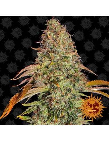 Barney's Farm - Zkittlez OG Auto - 1