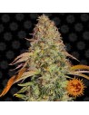 Barney's Farm - Zkittlez OG Auto - 1
