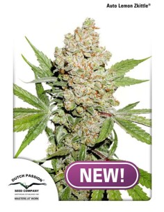 DUTCH PASSION - Auto Lemon Kix (Zkittle) - 1