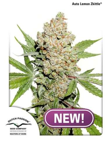 DUTCH PASSION - Auto Lemon Kix (Zkittle) - 1