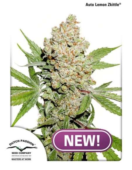 DUTCH PASSION - Auto Lemon Kix (Zkittle) - 1