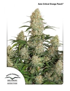 DUTCH PASSION - Auto Critical Orange Punch - 1