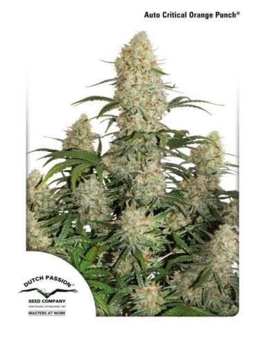 DUTCH PASSION - Auto Critical Orange Punch - 1
