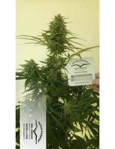 DUTCH PASSION - Auto Critical Orange Punch - 1 2