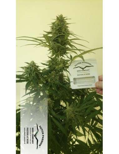 DUTCH PASSION - Auto Critical Orange Punch - 2