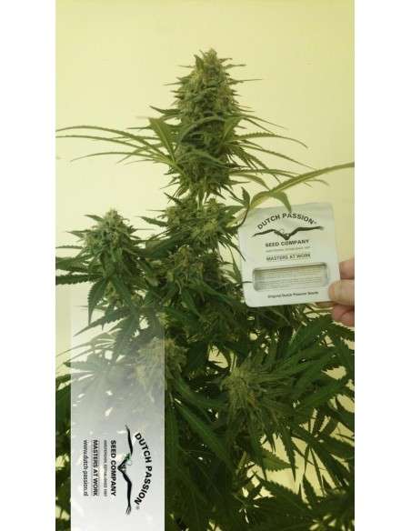 DUTCH PASSION - Auto Critical Orange Punch - 2