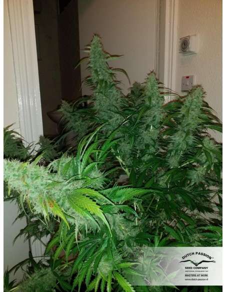 DUTCH PASSION - Auto Critical Orange Punch - 3